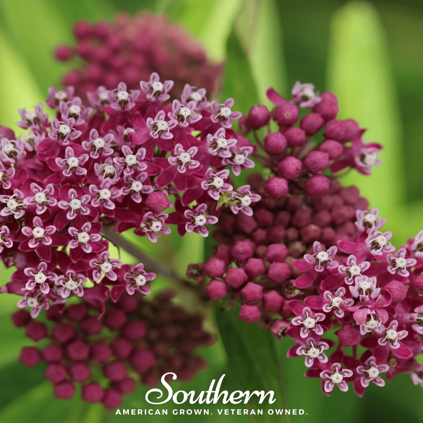 Swamp Milkweed ā 50 Seeds