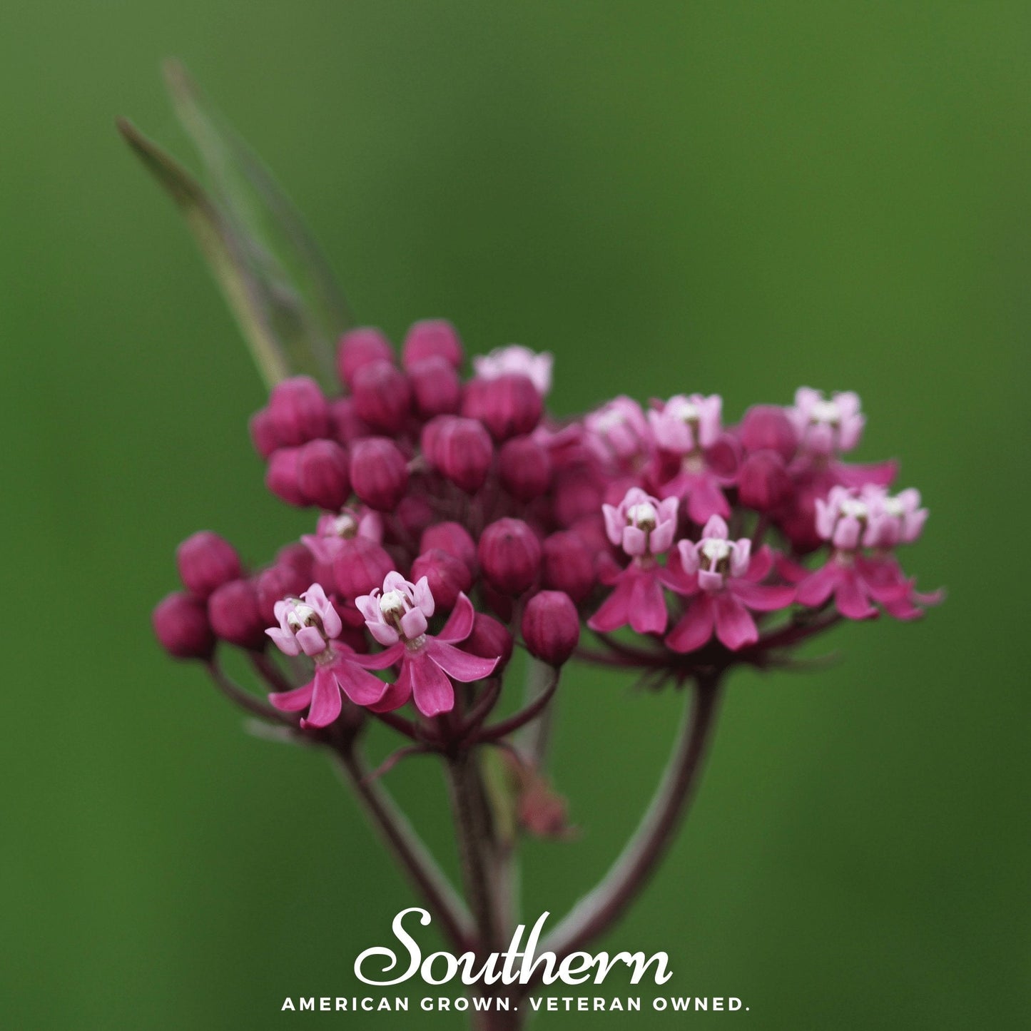 Swamp Milkweed ā 50 Seeds