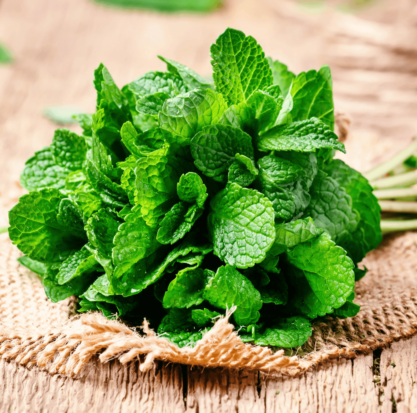 Mint ā 100 Seeds