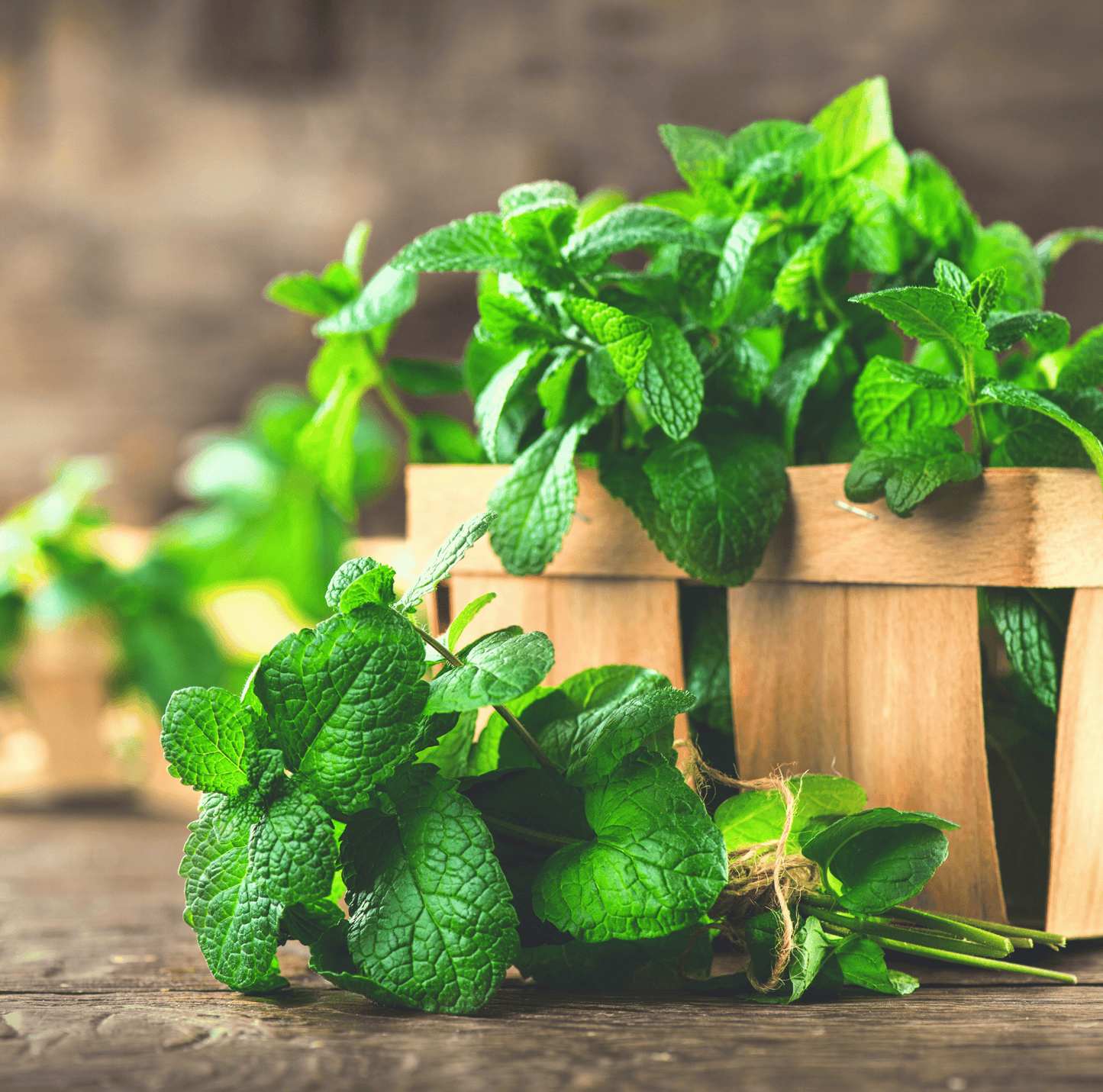 Mint ā 100 Seeds