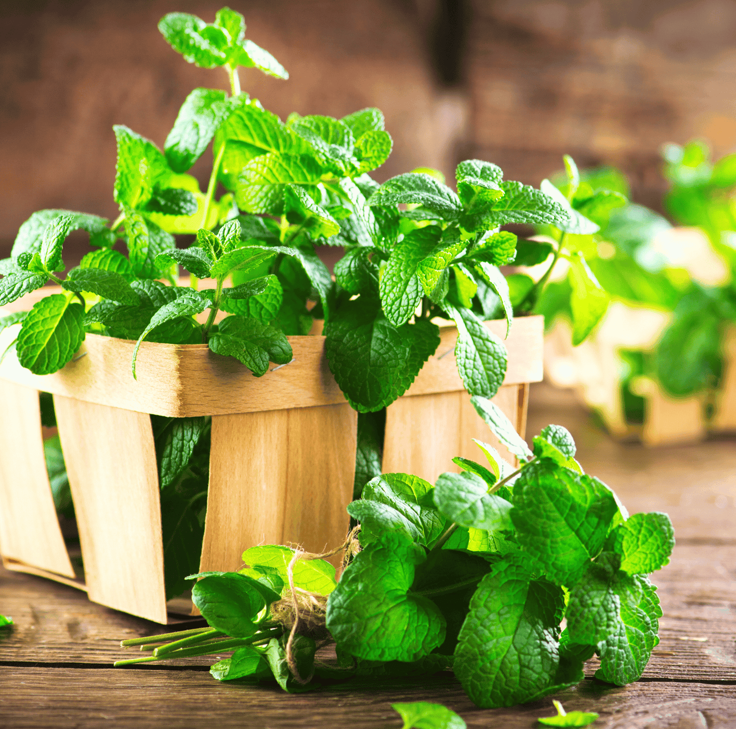 Mint ā 100 Seeds