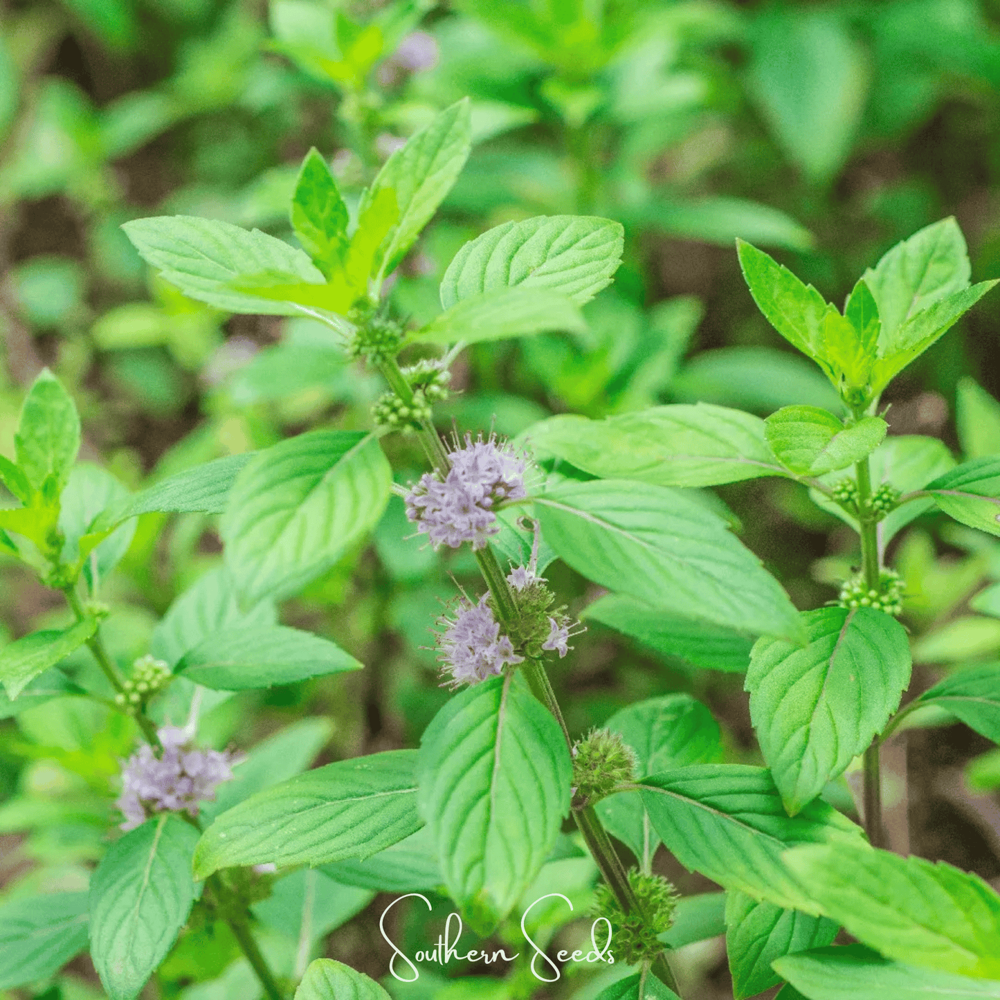 Wild Corn Mint ā 100 Seeds