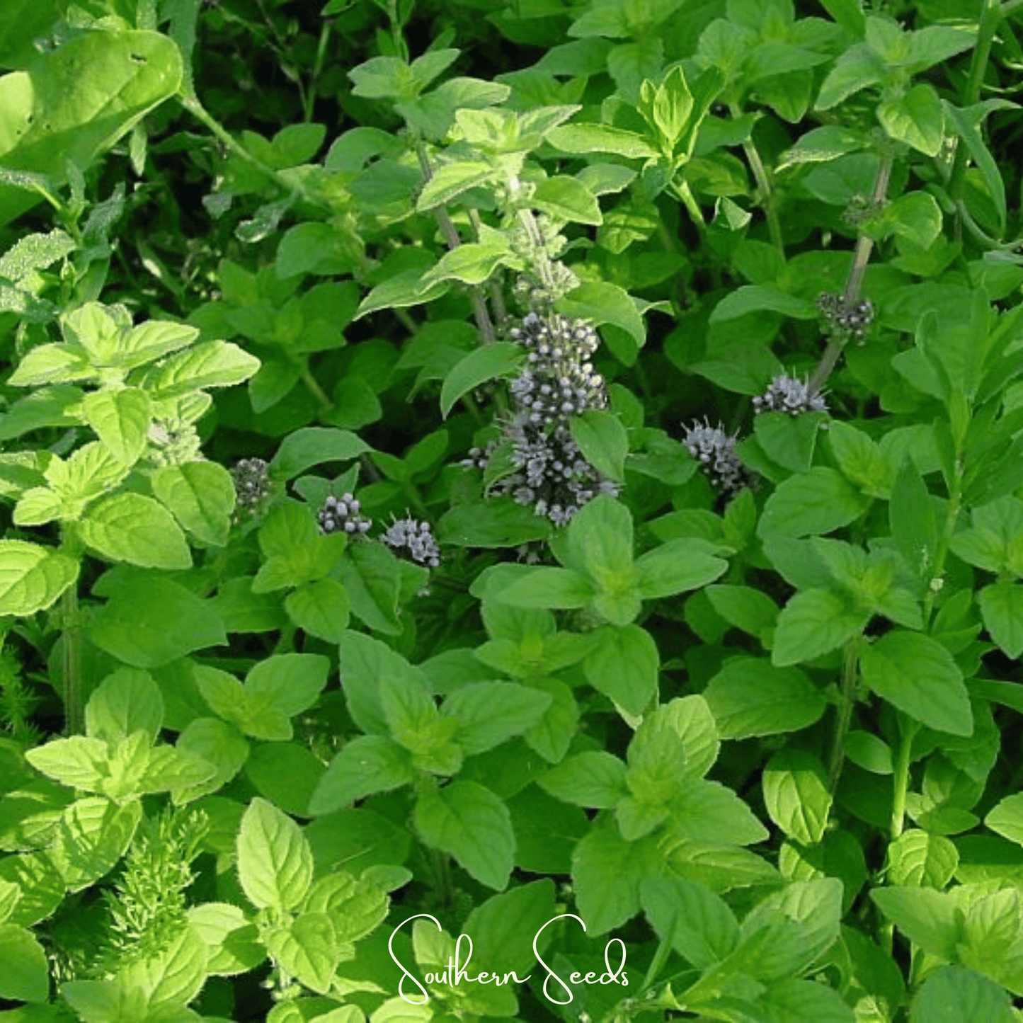 Wild Corn Mint ā 100 Seeds