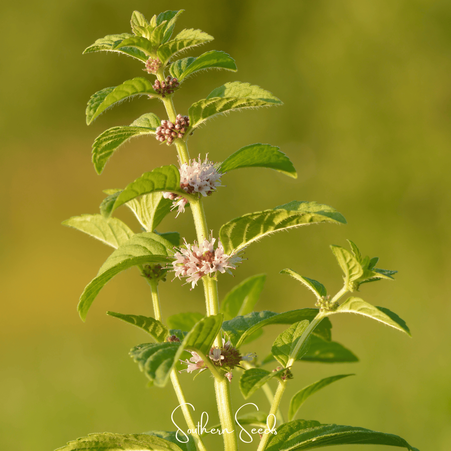 Wild Corn Mint ā 100 Seeds