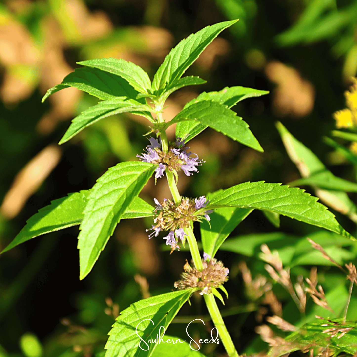 Wild Corn Mint ā 100 Seeds