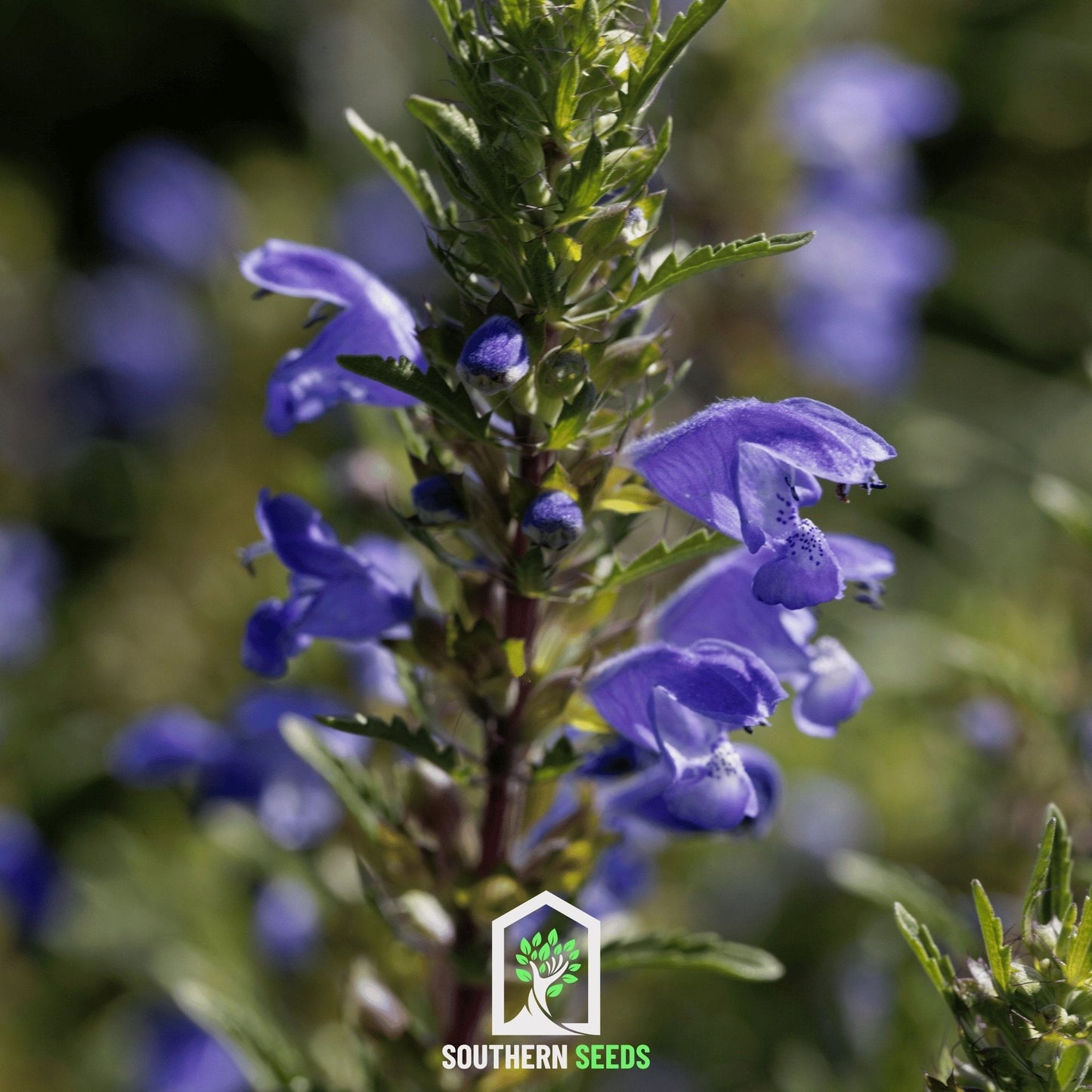 Dragonhead Moldavian Balm ā 50 Seeds