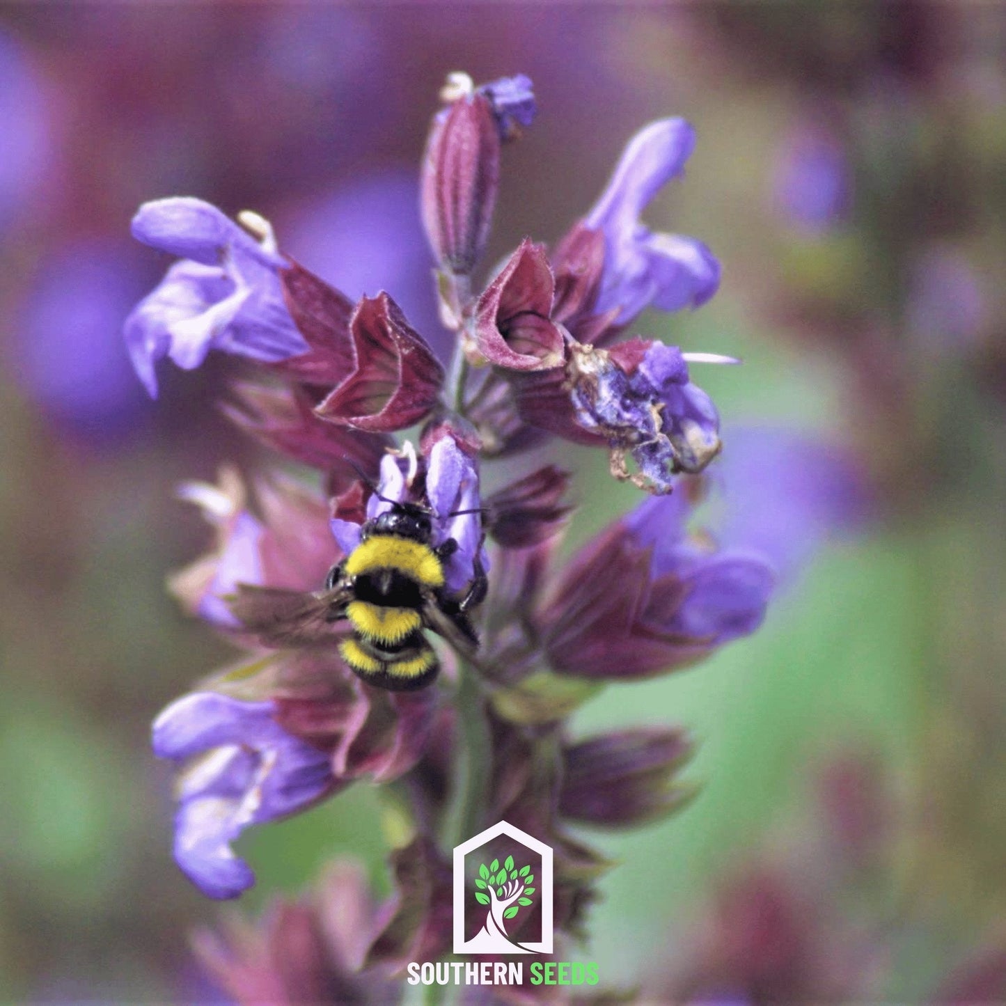 Dragonhead Moldavian Balm ā 50 Seeds