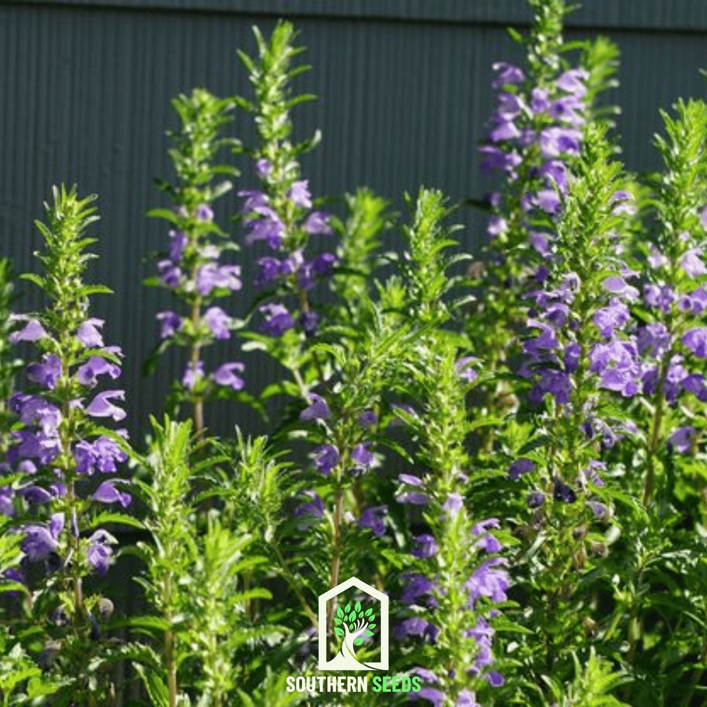 Dragonhead Moldavian Balm ā 50 Seeds