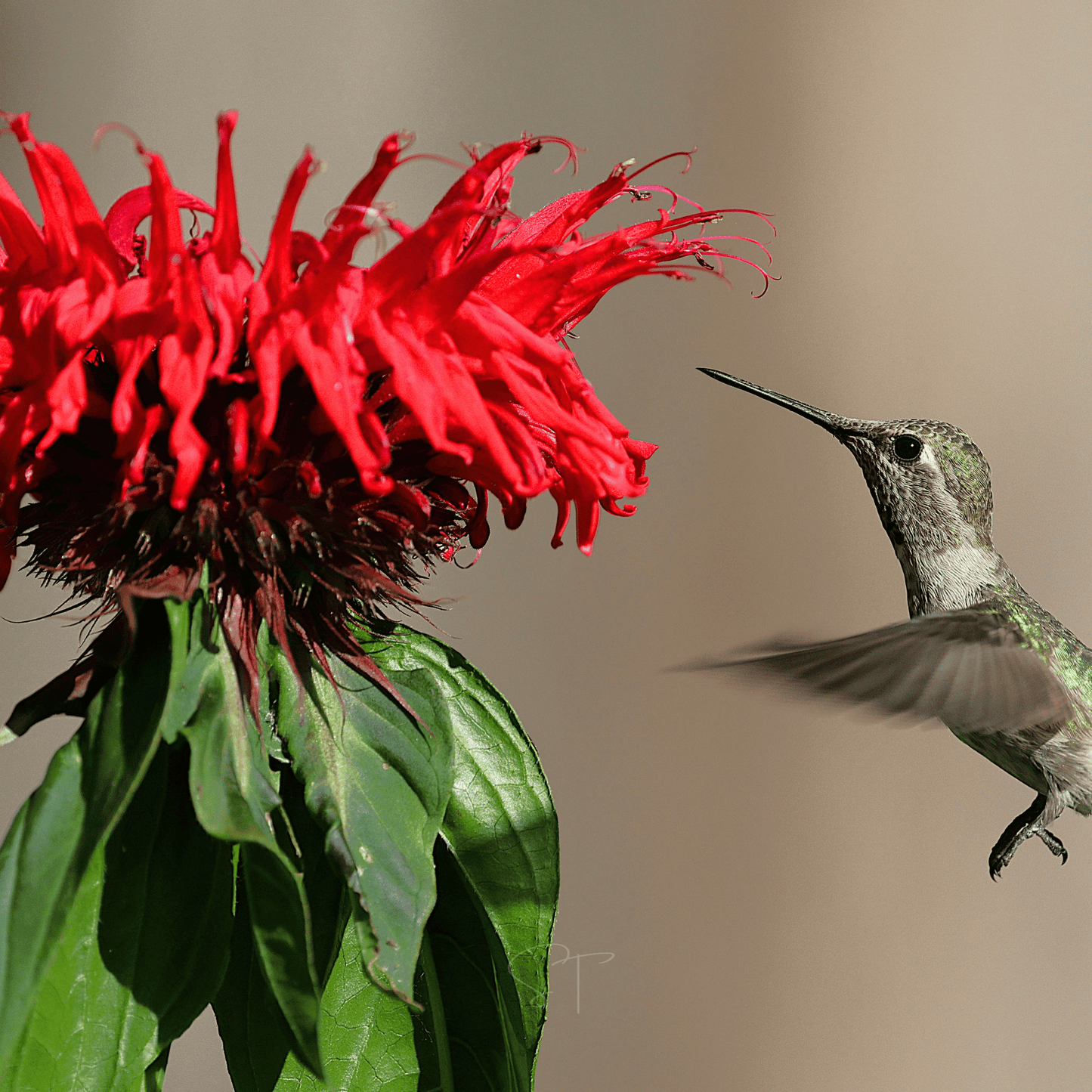 Monarda Bee Balm Mix ā 20 Seeds