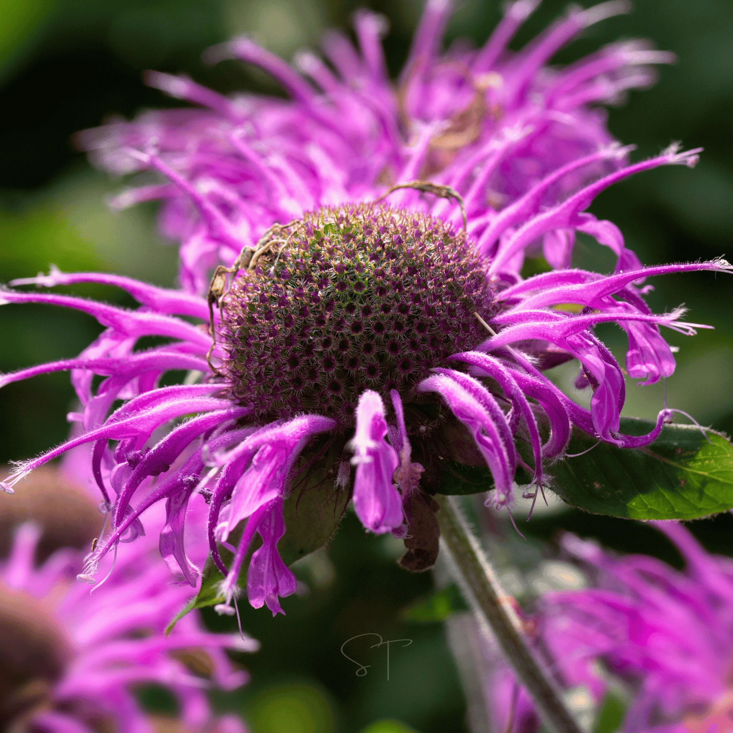 Monarda Bee Balm Mix ā 20 Seeds