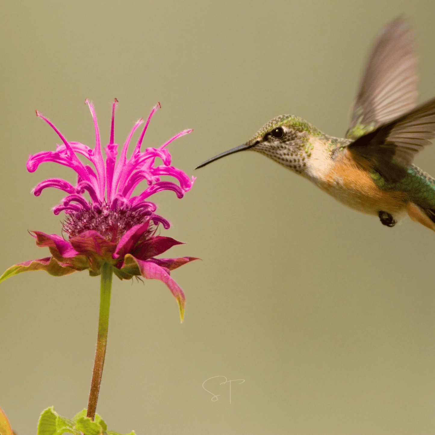 Monarda Bee Balm Mix ā 20 Seeds