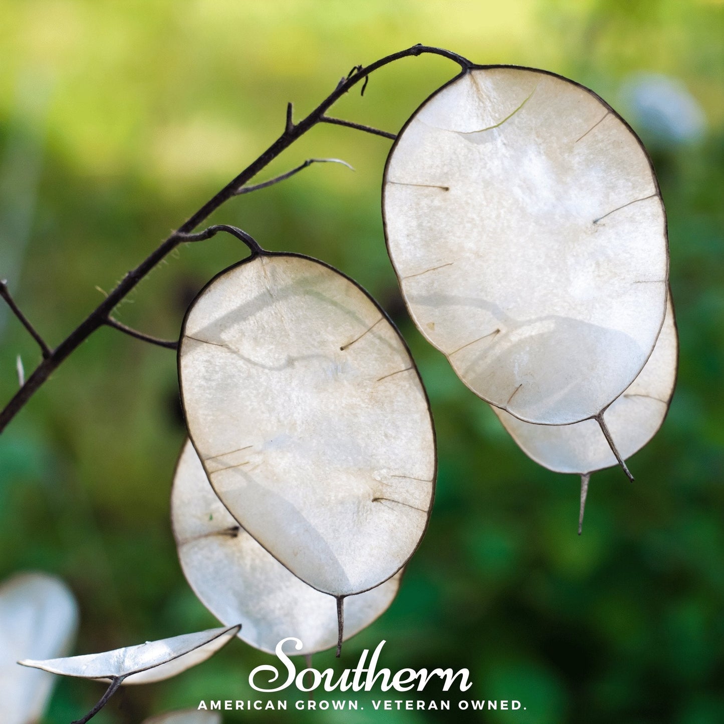 Money Plant ā 20 Seeds