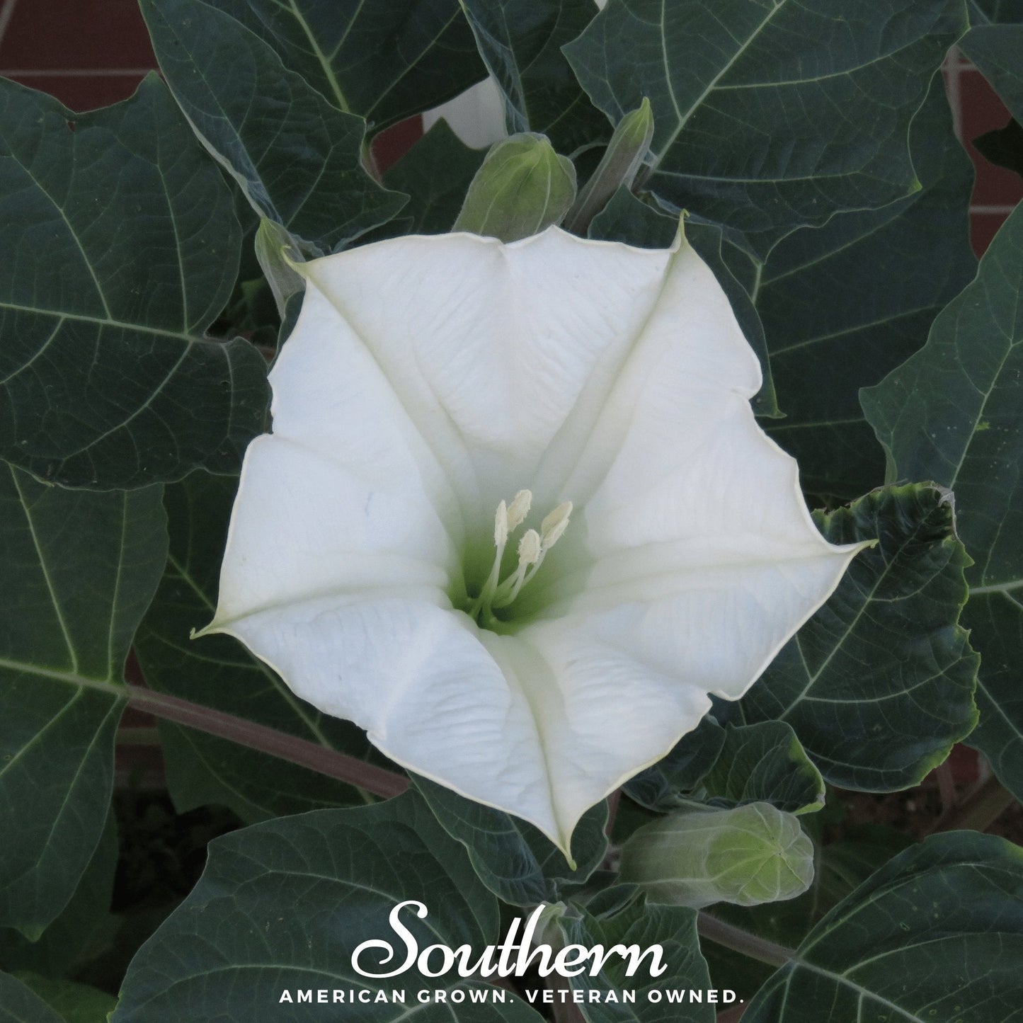 Moonflower ā 25 Seeds