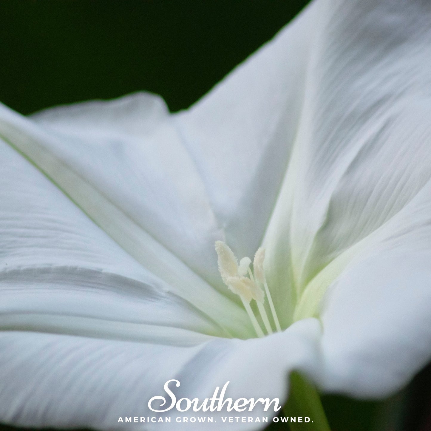 Moonflower ā 25 Seeds