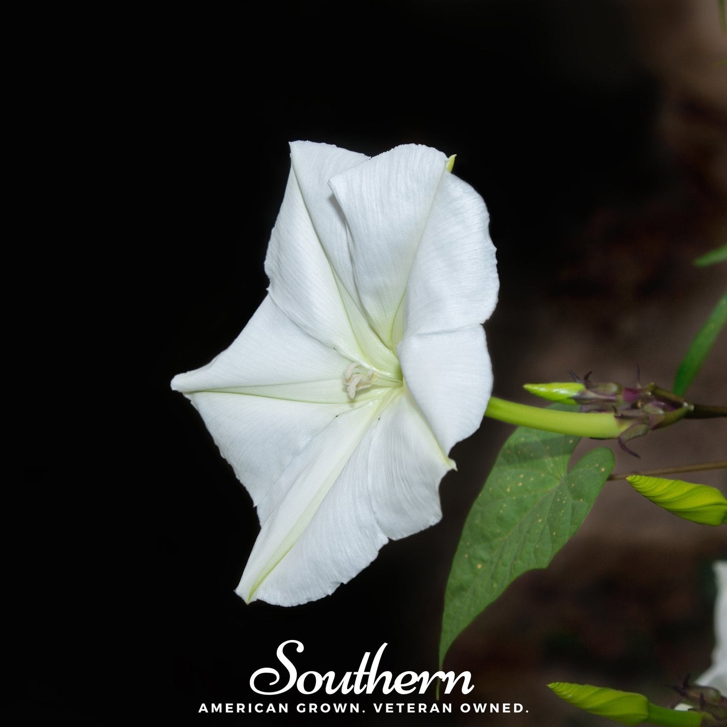 Moonflower ā 25 Seeds