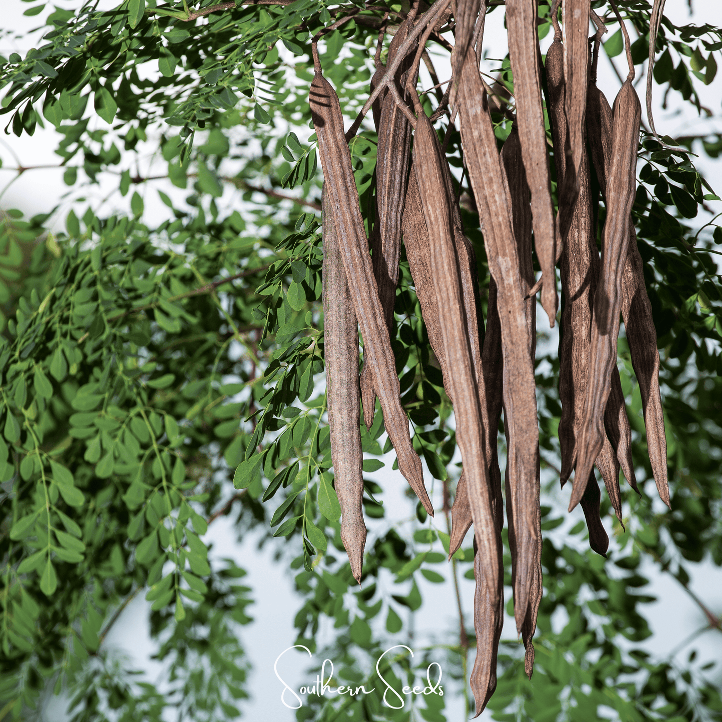 Moringa ā 10 Seeds