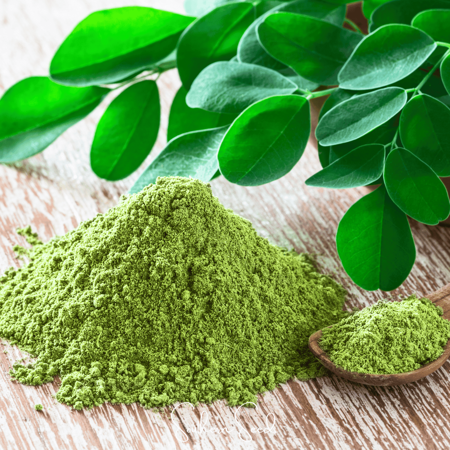 Moringa ā 10 Seeds