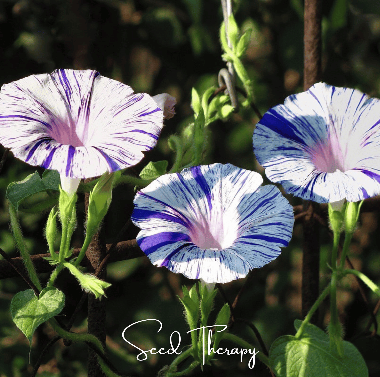Harlequin Mix Morning Glory ā 25 Seeds