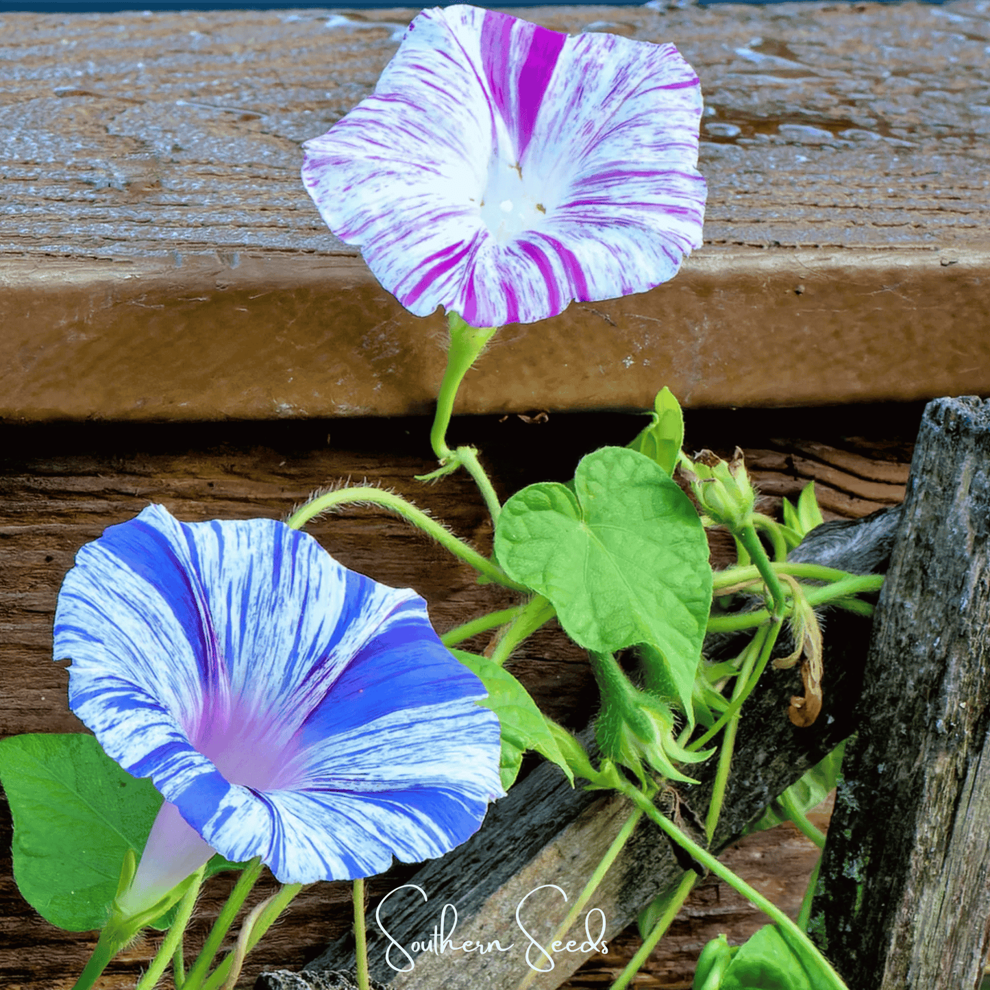 Harlequin Mix Morning Glory ā 25 Seeds