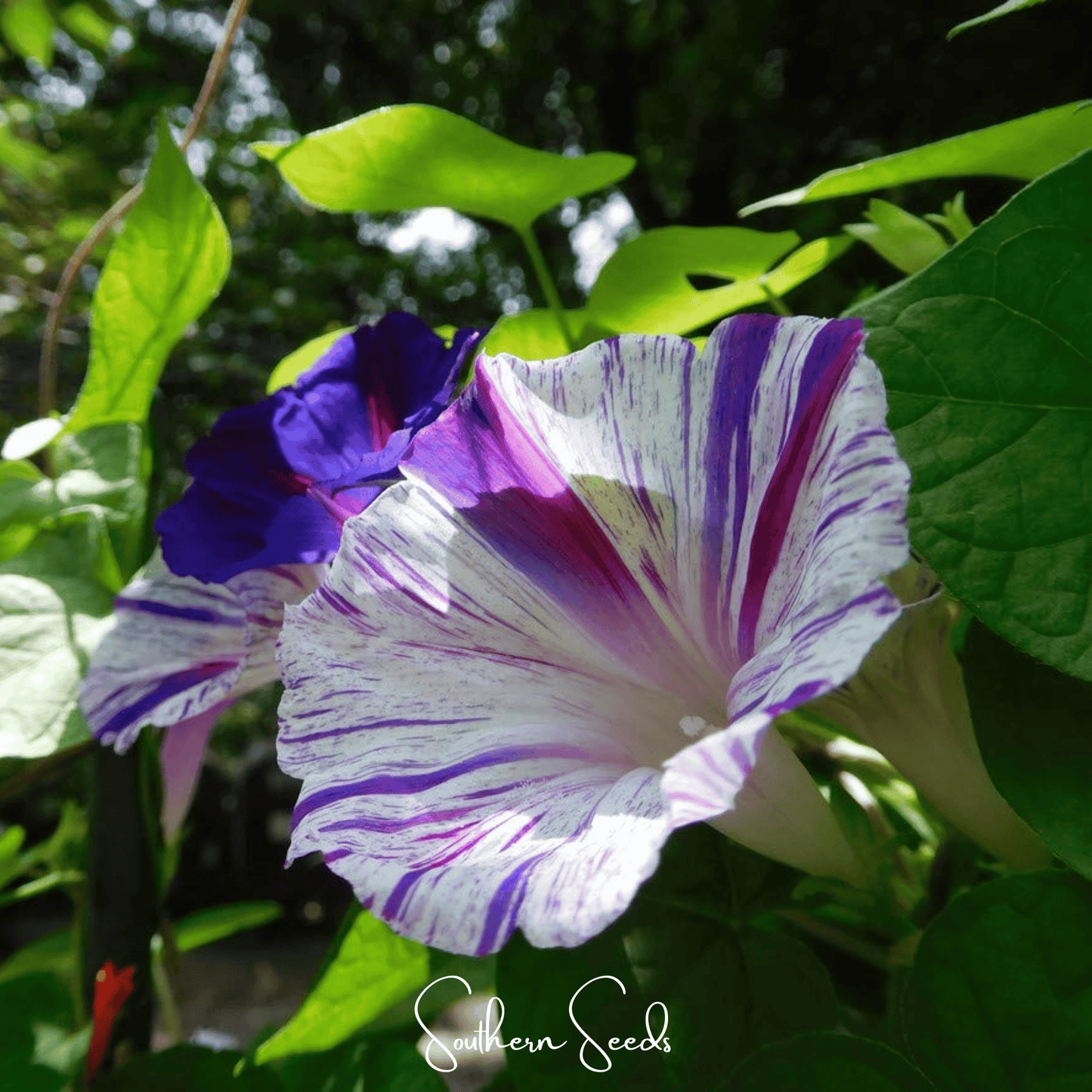 Harlequin Mix Morning Glory ā 25 Seeds