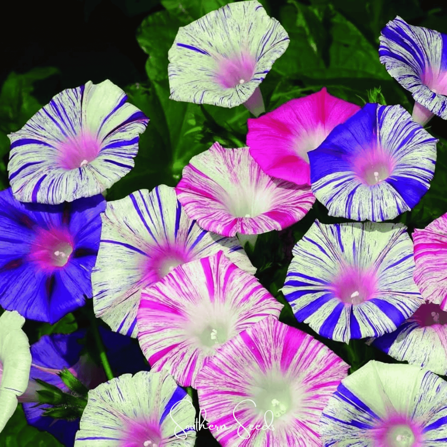 Harlequin Mix Morning Glory ā 25 Seeds