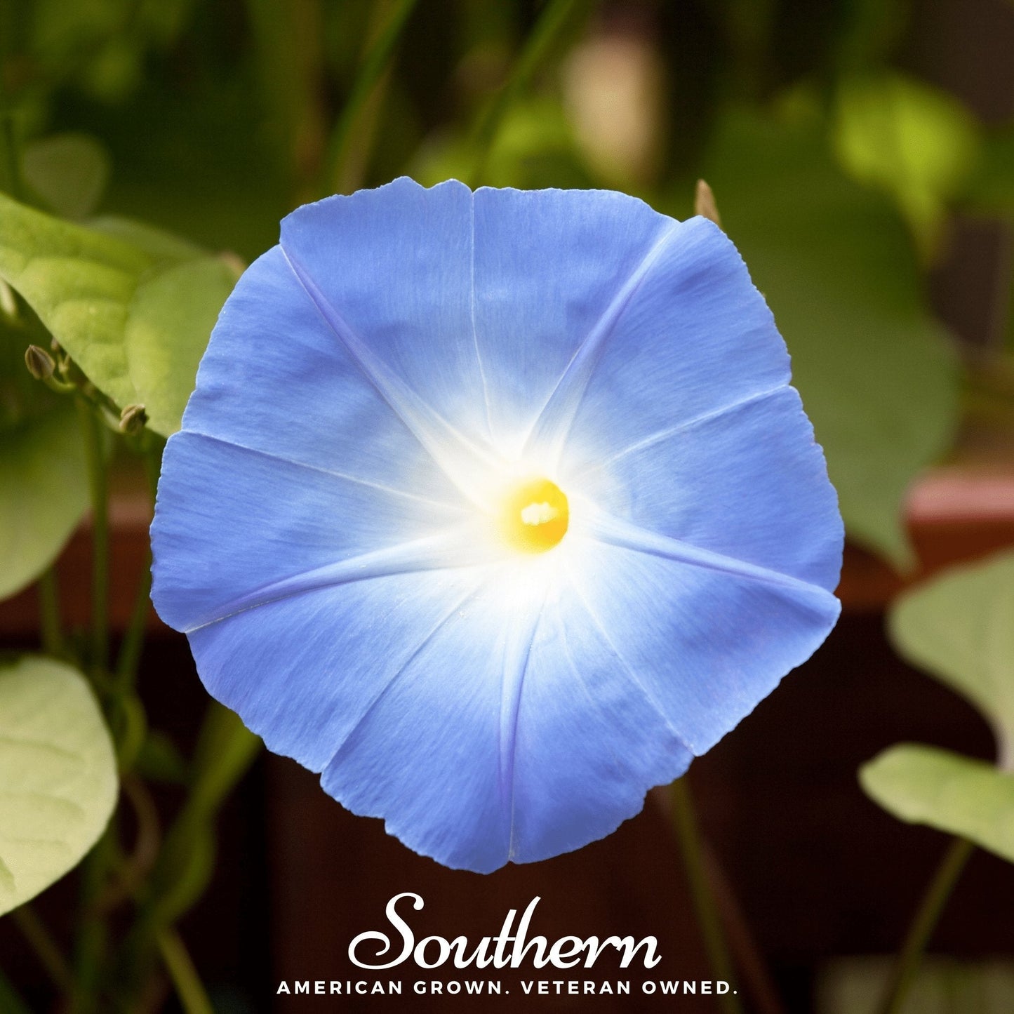 Heavenly Blue Morning Glory ā 50 Seeds