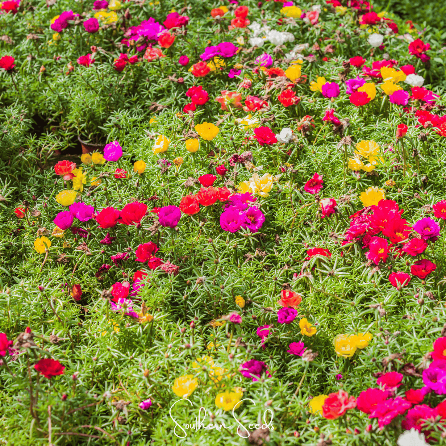Moss Rose Mix ā 250 Seeds