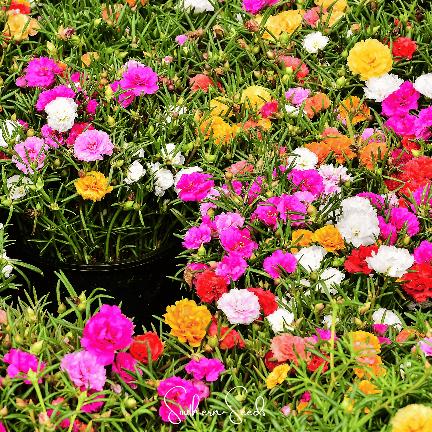 Moss Rose Mix ā 250 Seeds
