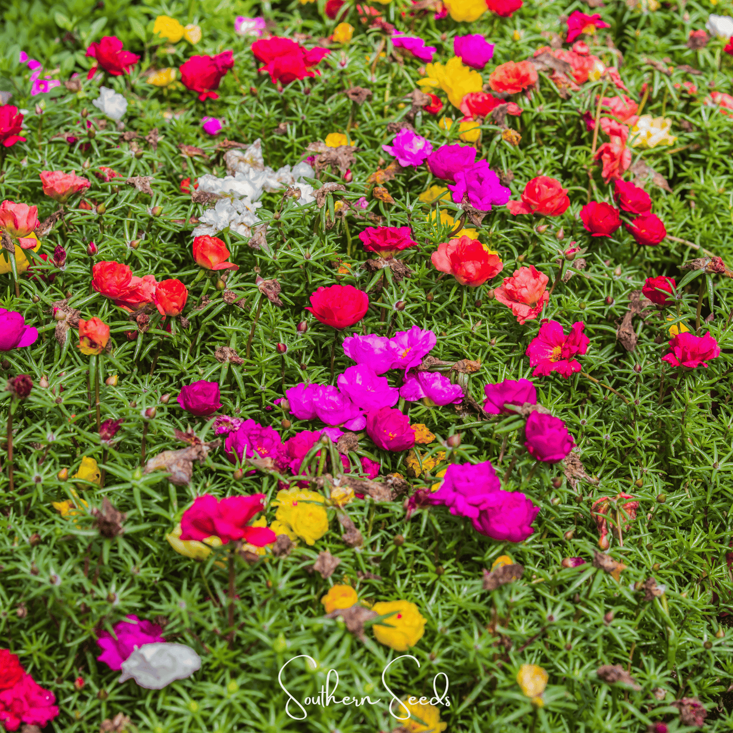 Moss Rose Mix ā 250 Seeds