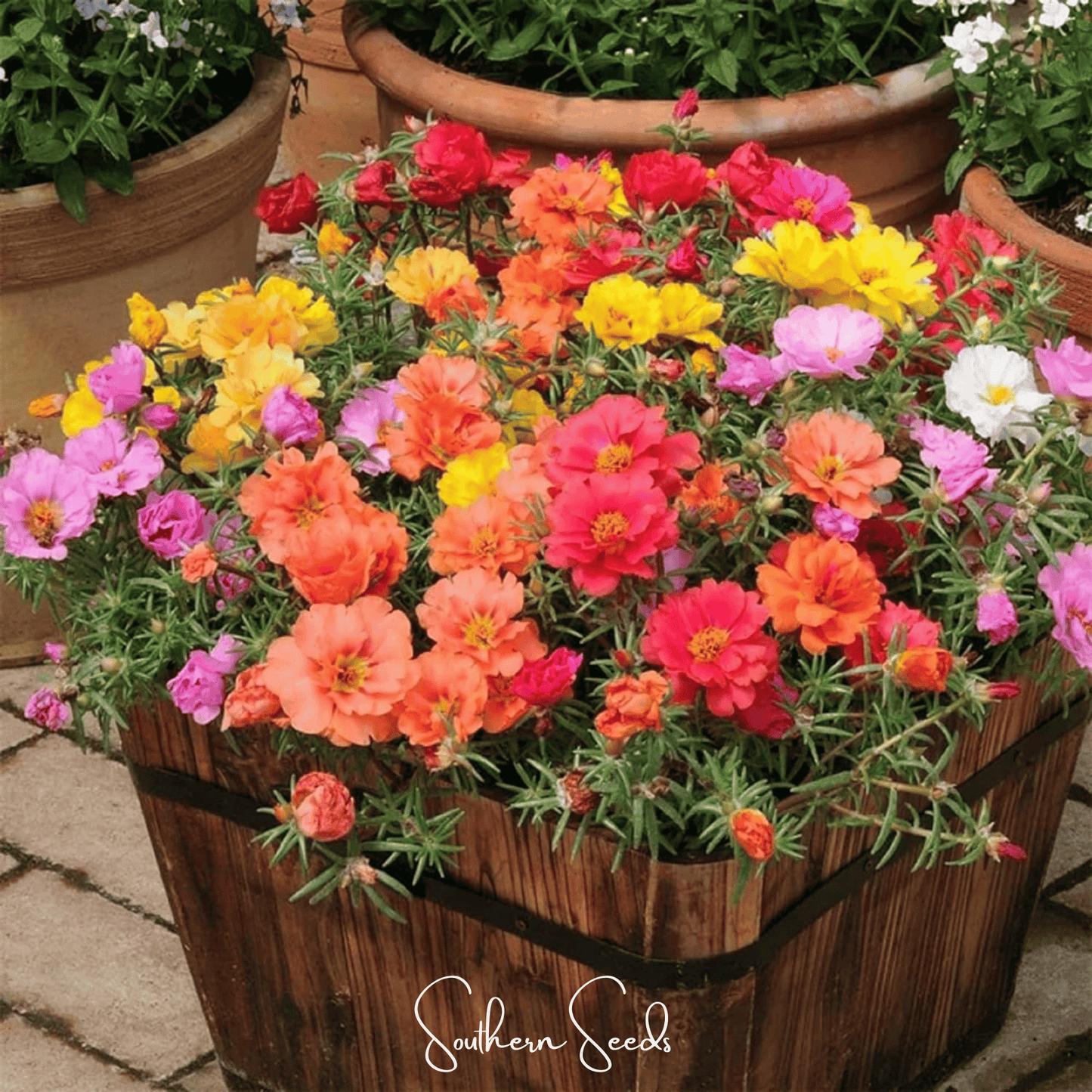 Moss Rose Mix ā 250 Seeds