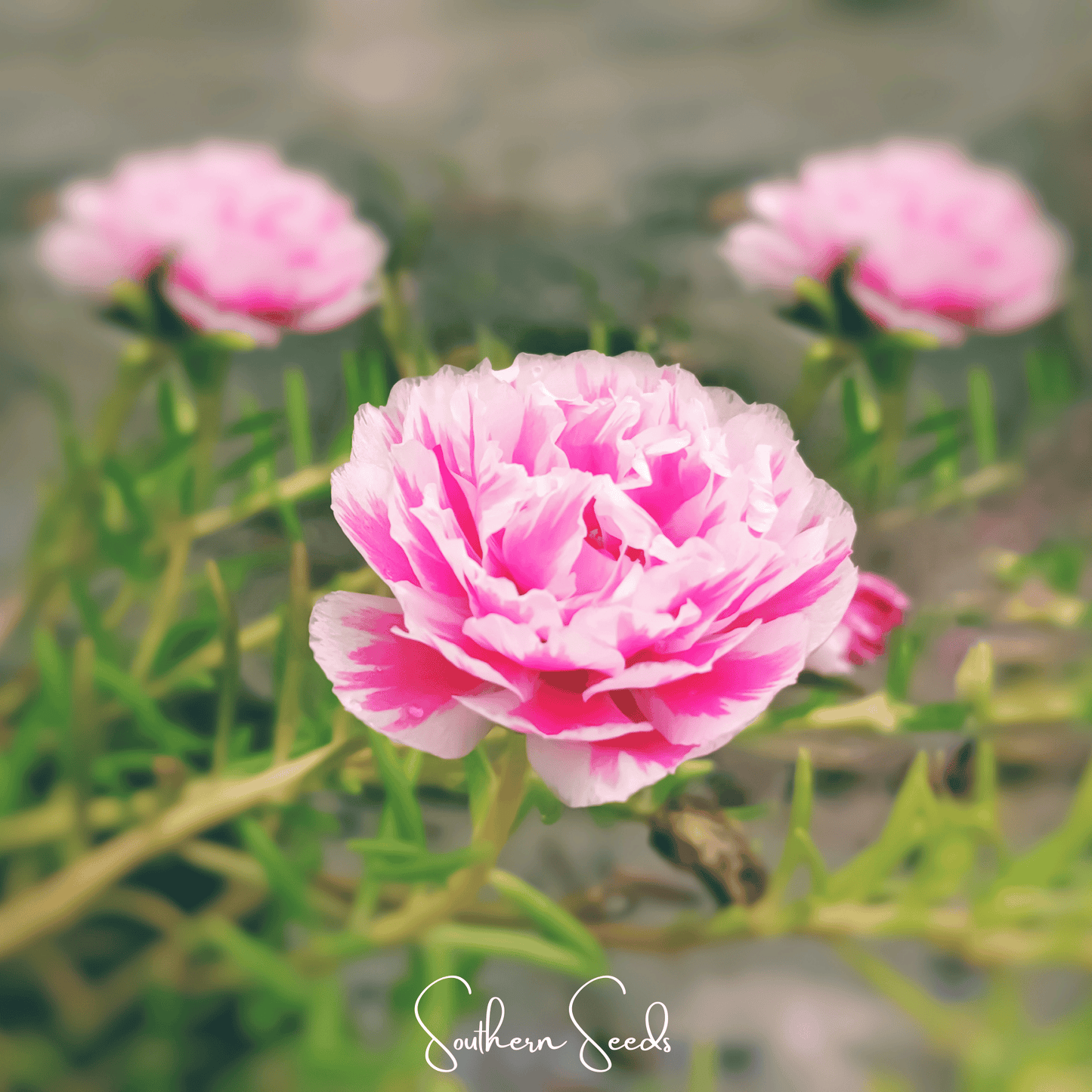 Pink Moss Rose ā 250 Seeds