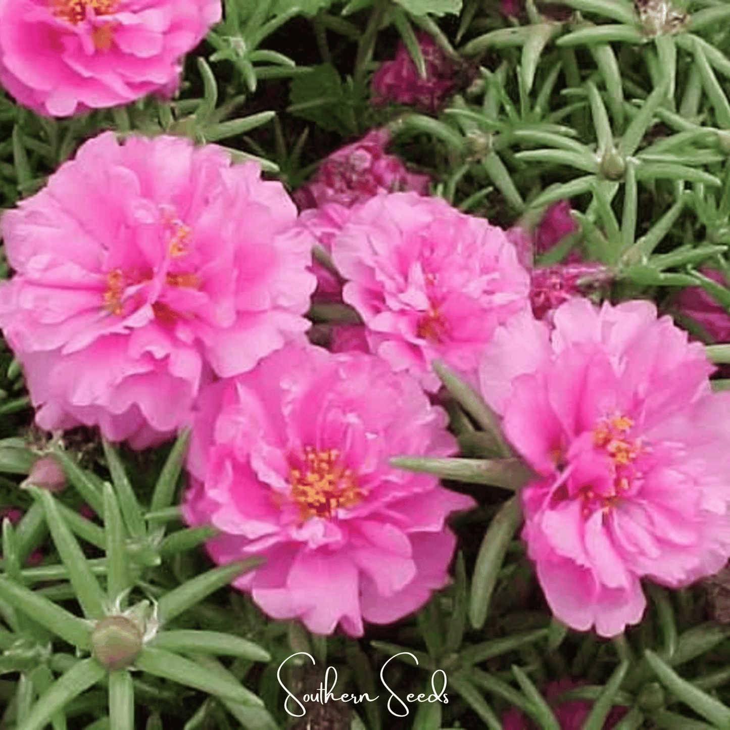 Pink Moss Rose ā 250 Seeds