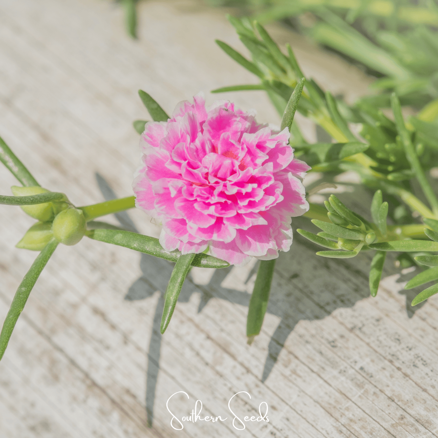 Pink Moss Rose ā 250 Seeds