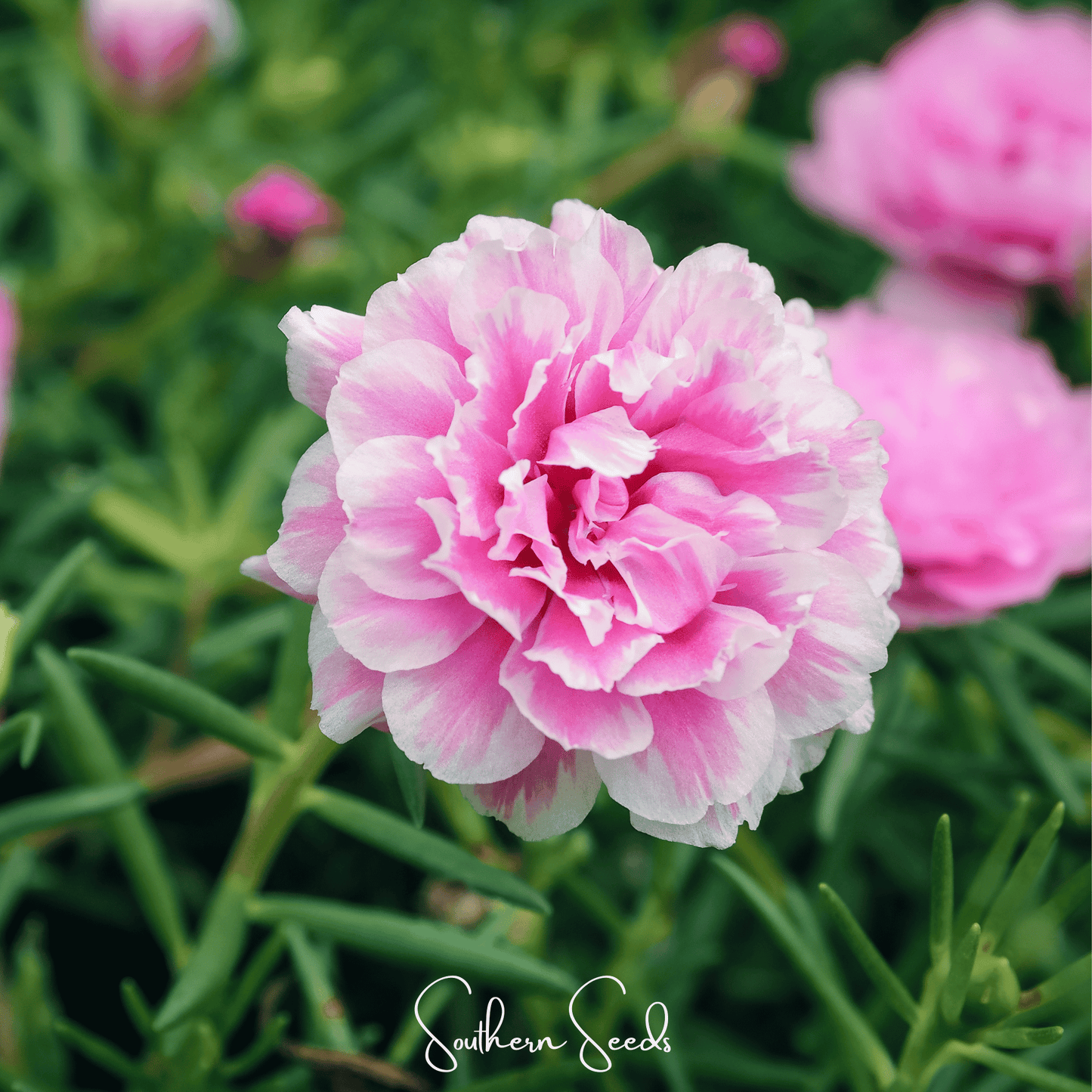 Pink Moss Rose ā 250 Seeds