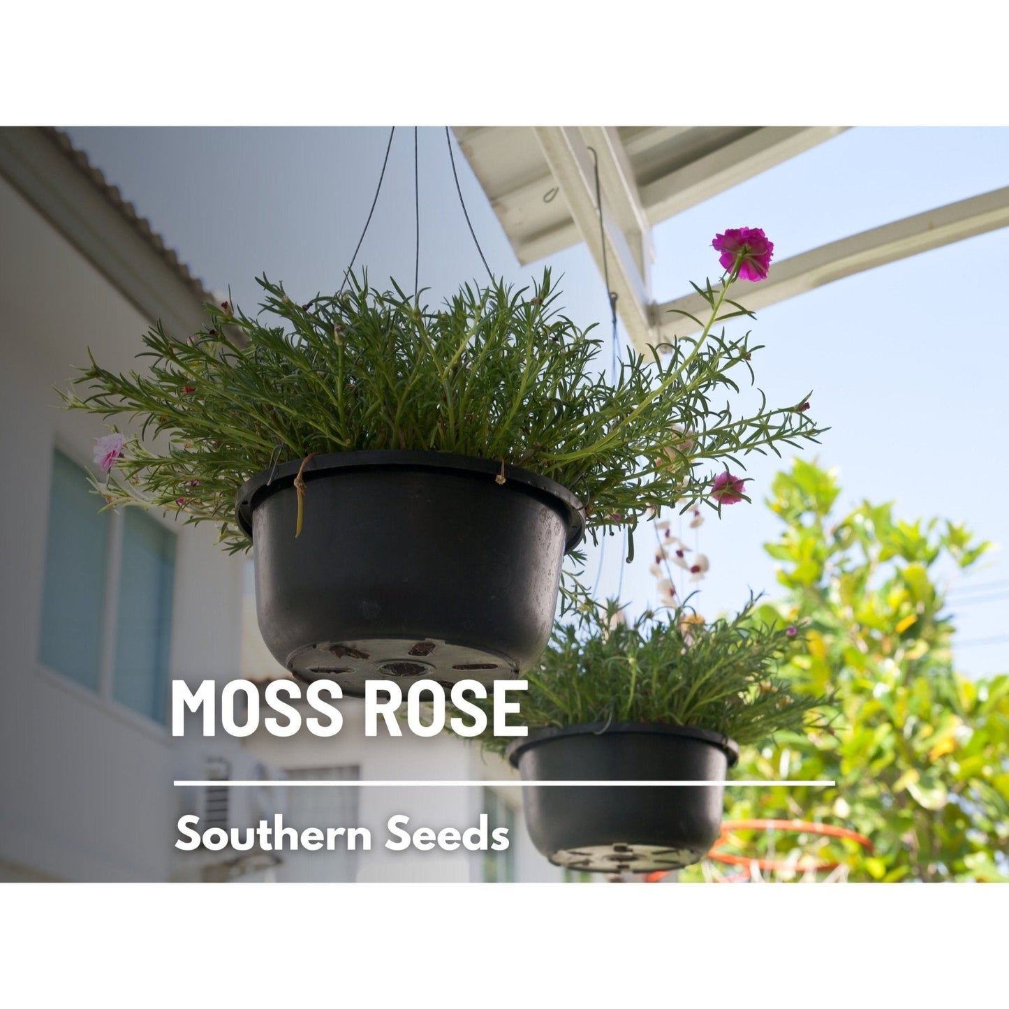 Pink Moss Rose ā 250 Seeds