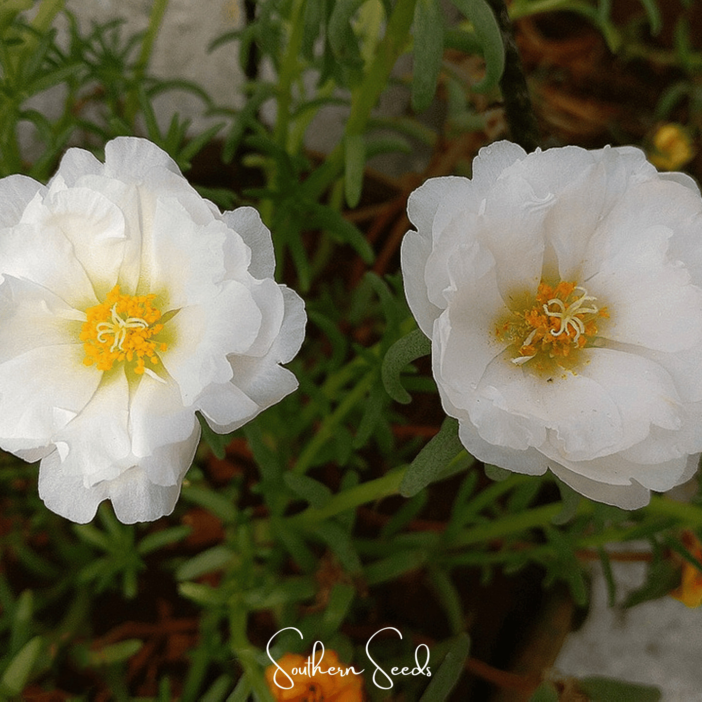White Moss Rose ā 250 Seeds