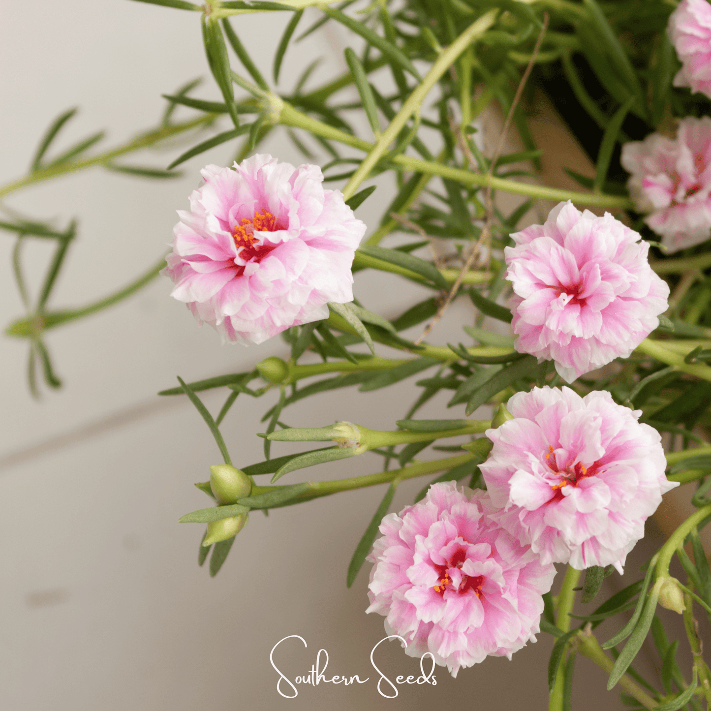 White Moss Rose ā 250 Seeds
