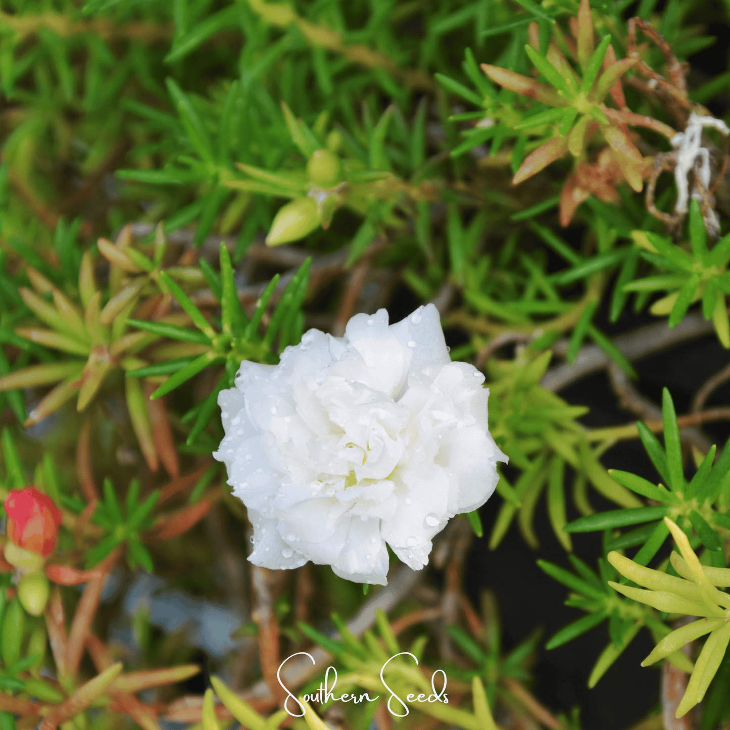 White Moss Rose ā 250 Seeds