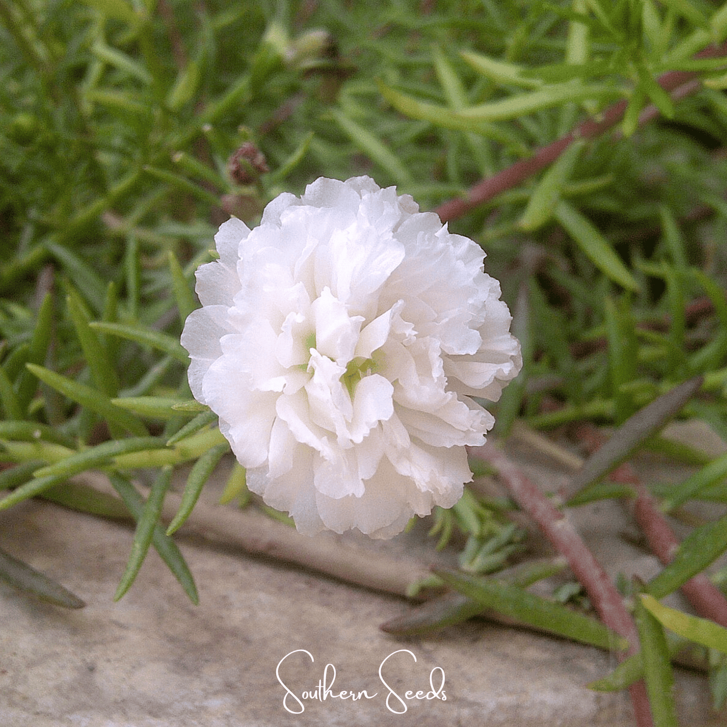 White Moss Rose ā 250 Seeds