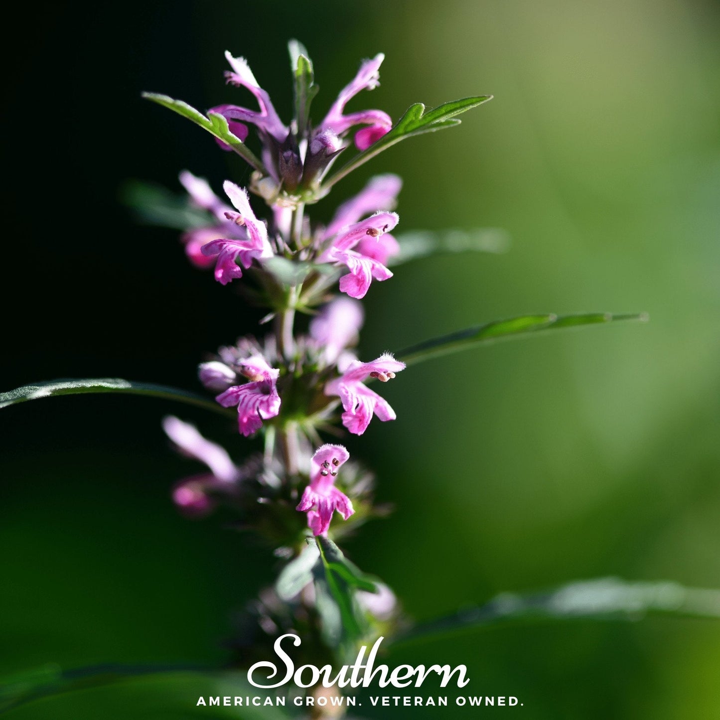 Motherwort ā 50 Seeds