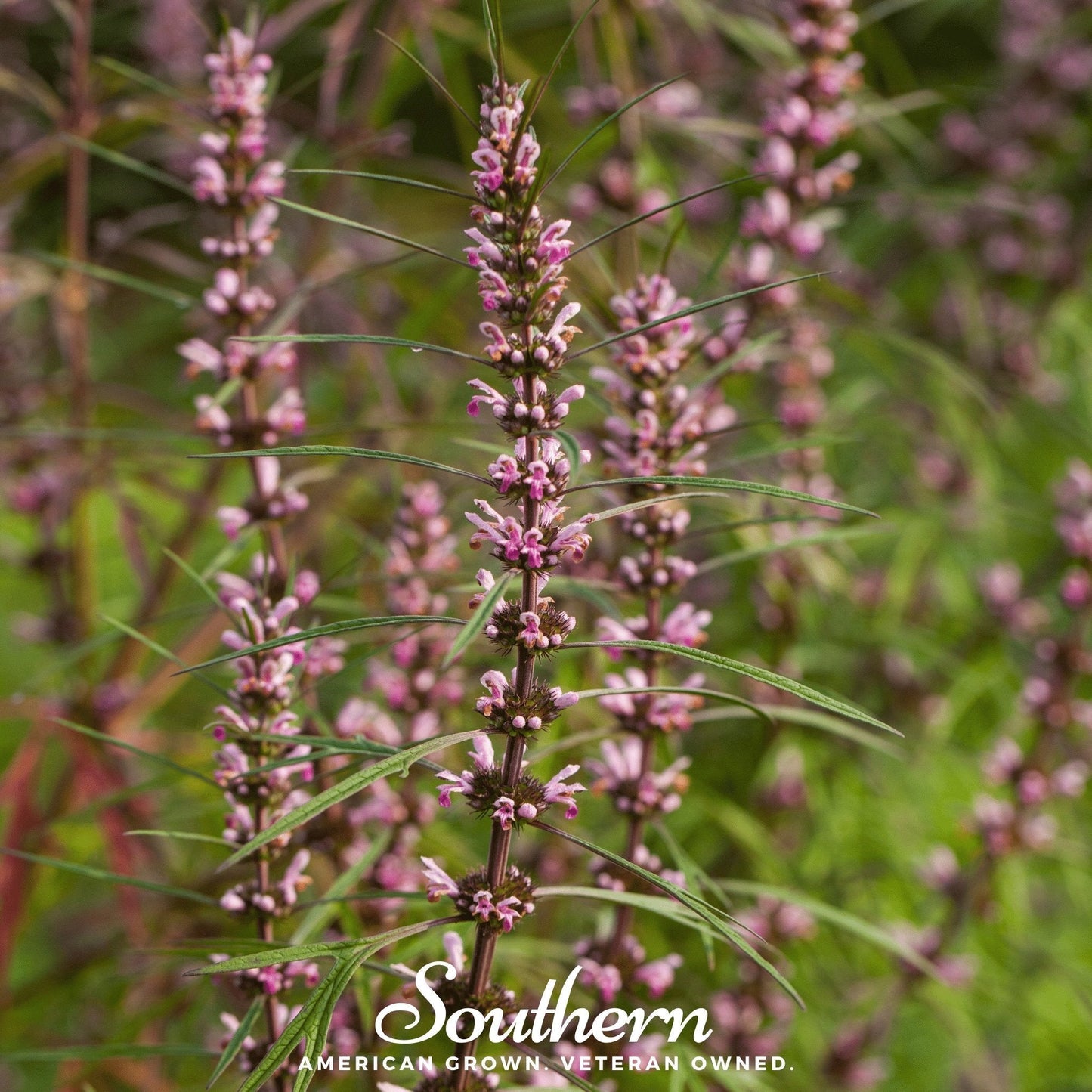 Motherwort ā 50 Seeds