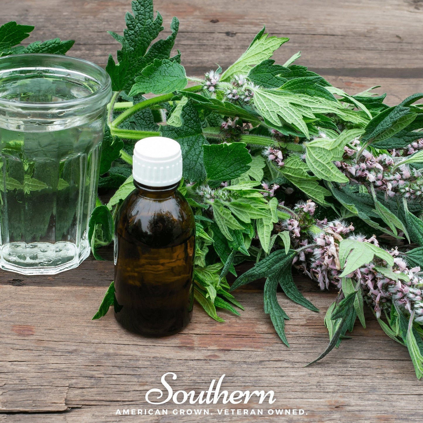 Motherwort ā 50 Seeds