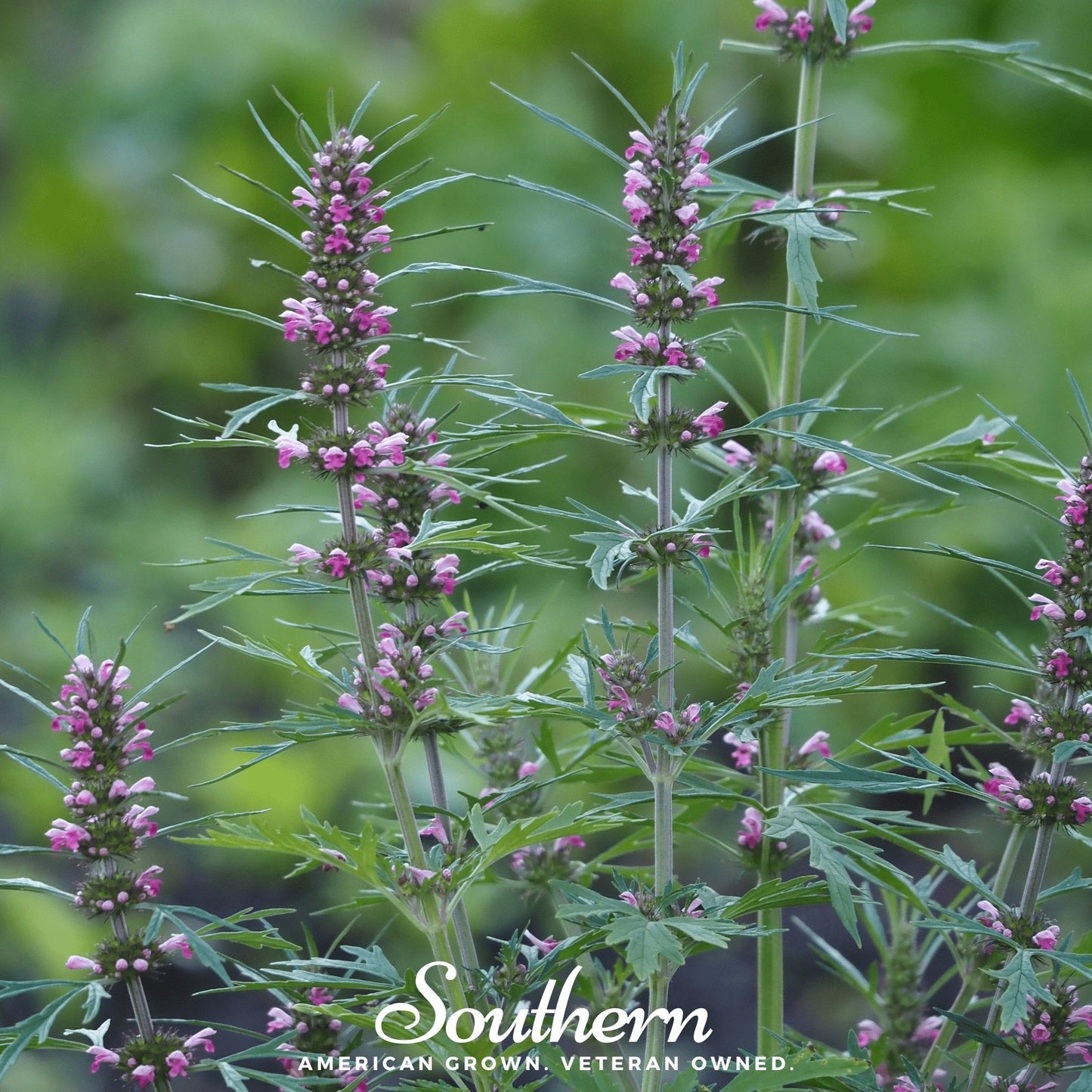 Motherwort ā 50 Seeds