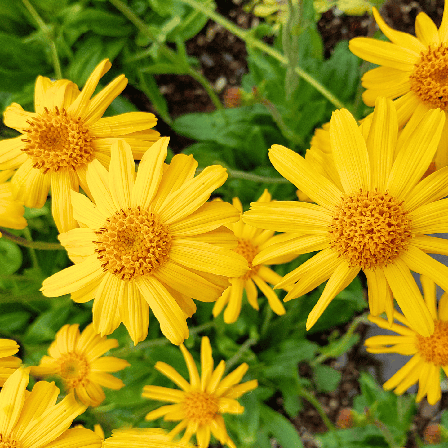 Mountain Arnica ā 20 Seeds