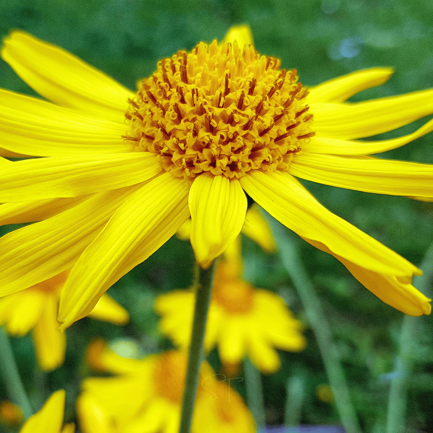 Mountain Arnica ā 20 Seeds