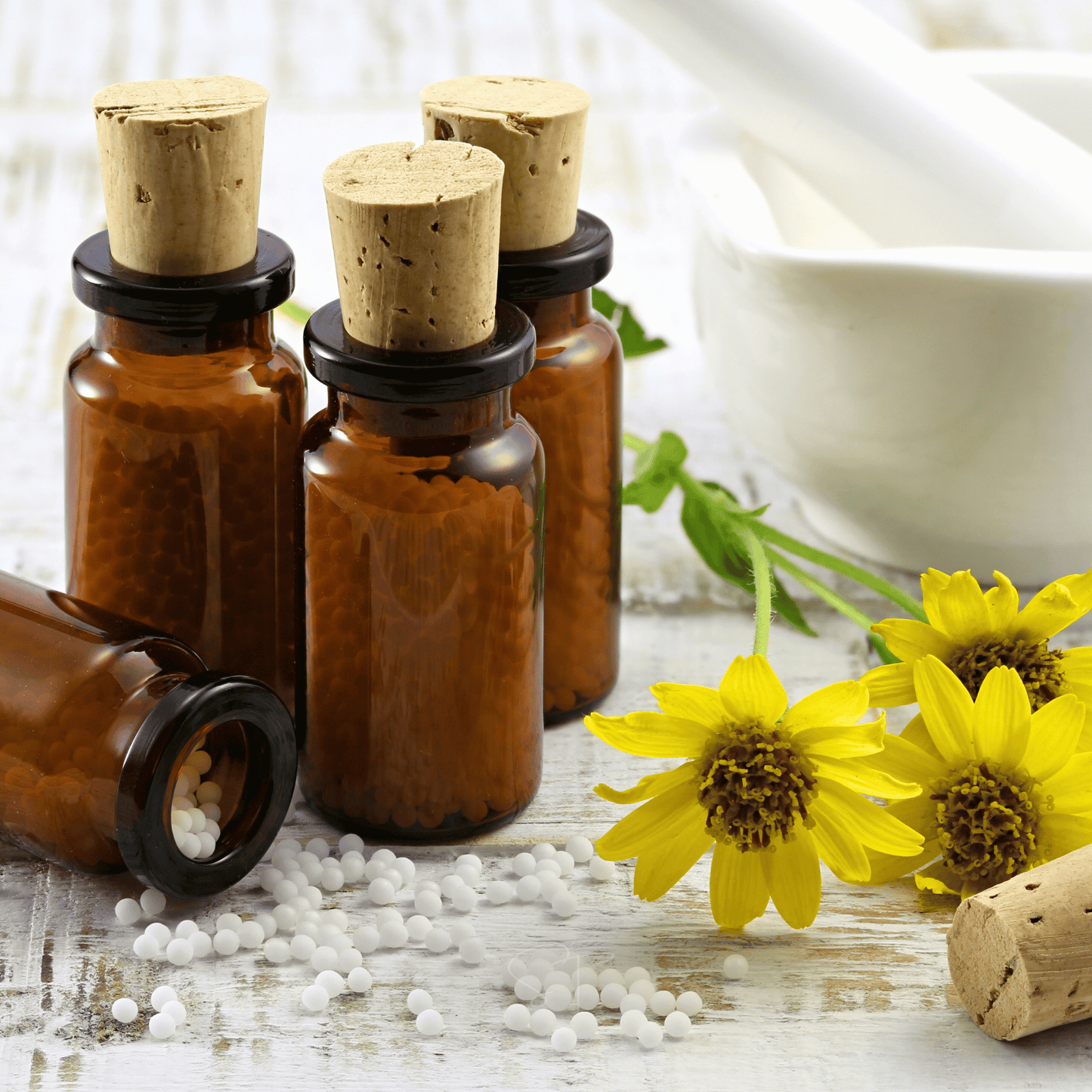 Mountain Arnica ā 20 Seeds