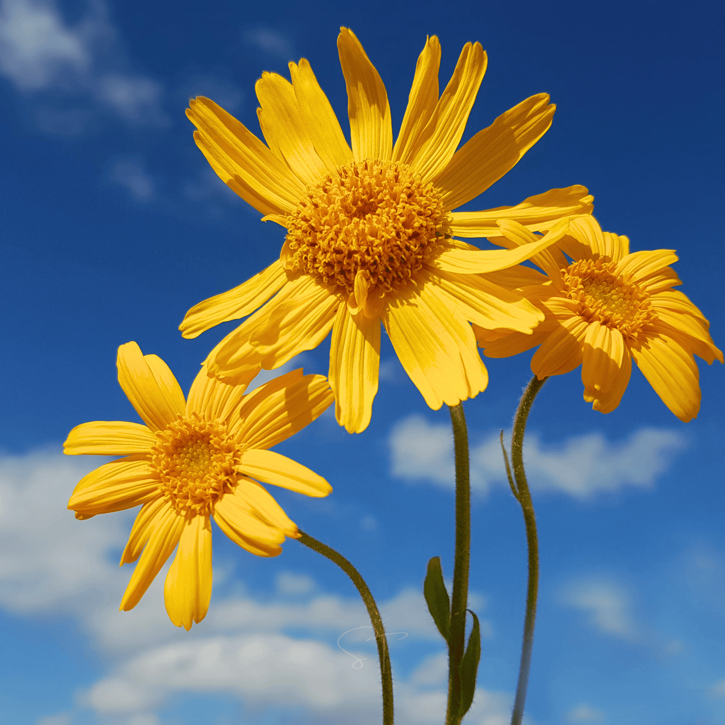 Mountain Arnica ā 20 Seeds