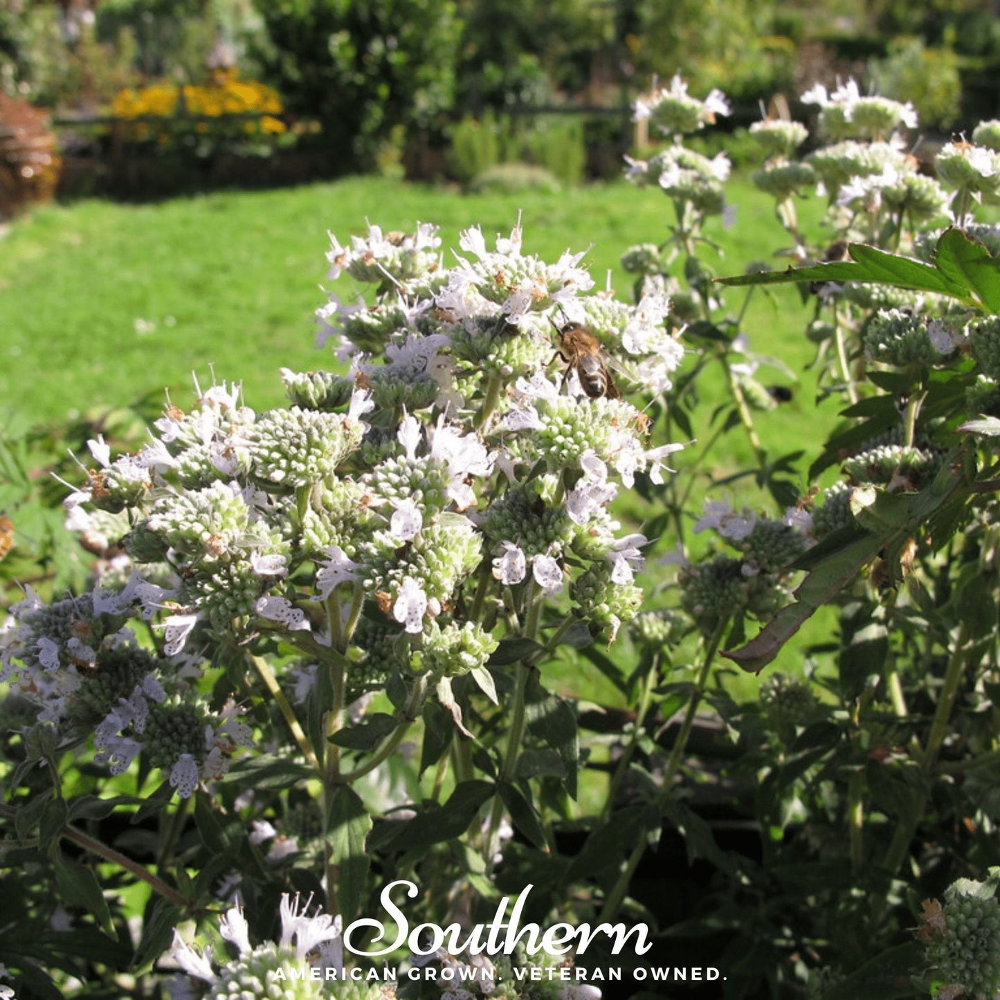 Mountain Mint ā 100 Seeds
