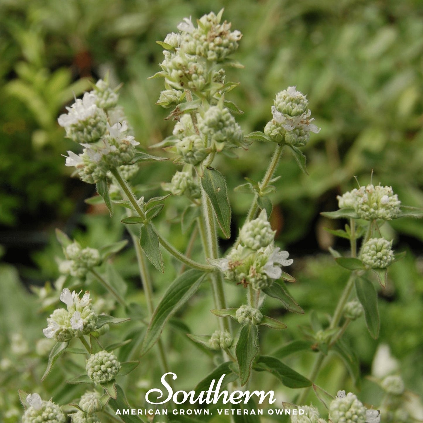 Mountain Mint ā 100 Seeds