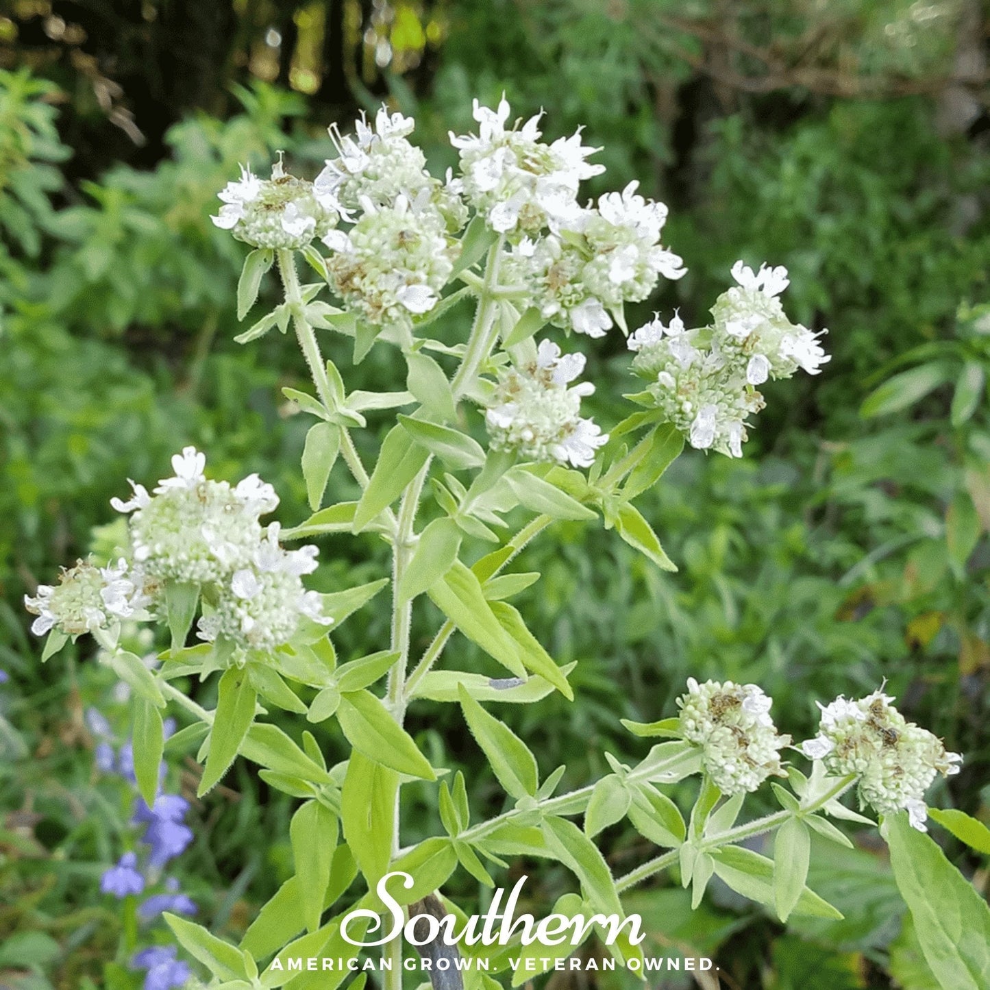 Mountain Mint ā 100 Seeds